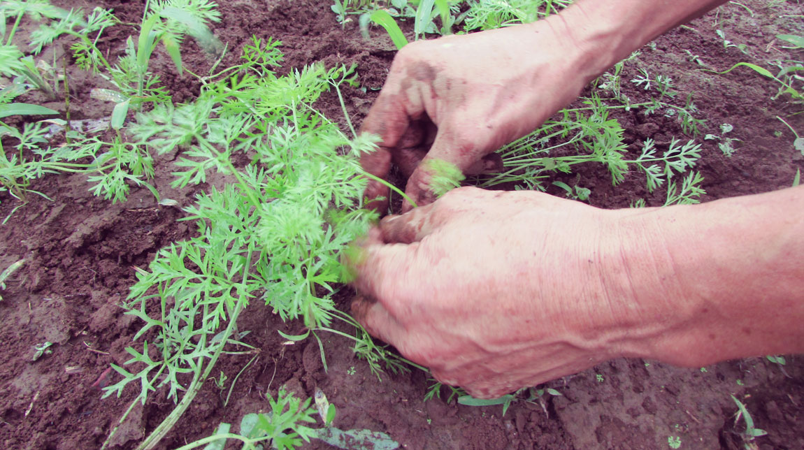 farmer:畑と食卓をつなぎ