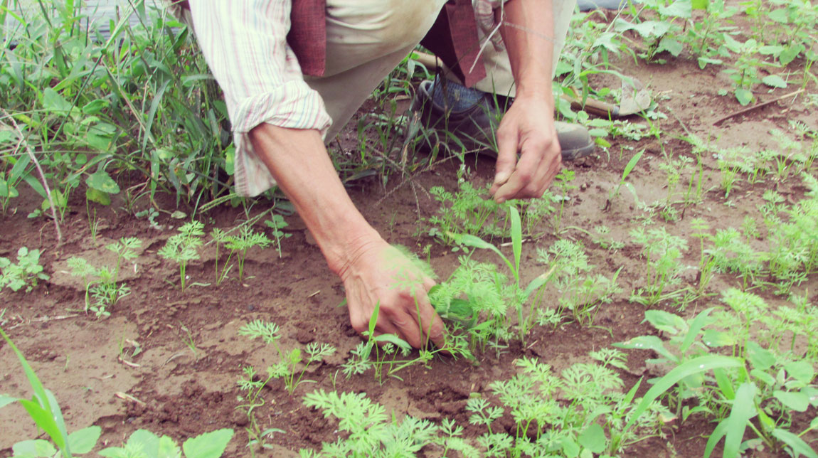 farmer:畑と食卓をつなぎ