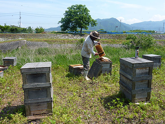 鈴木養蜂場
